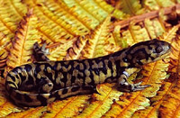 Barred Tiger Salamander (Ambystoma mavortium)