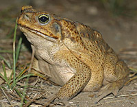 Cane Toad, Giant Neotropical Toad or Marine Toad (Bufo marinus)