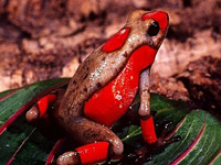 Harlequin Poison Frog (Dendrobates histrionicus)