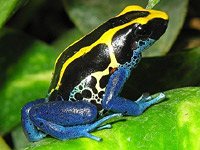 Dyeing dart frog (Dendrobates tinctorius)