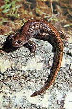 Siberian salamander (Hynobius keyserlingi)