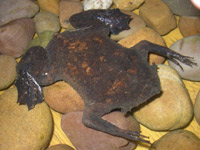 Suriname Toad, Aparo, Rana Comun De Celdillas, Rana Tablacha, Sapo Chinelo, Sapo Chola, or Sapo De Celdas (Pipa pipa)