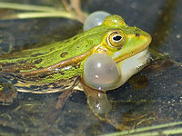 Pool Frog (Rana lessonae)