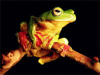 Malabar Flying Frog (Rhacophorus malabaricus)