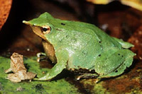 Darwin frog (Rhinoderma darwini)