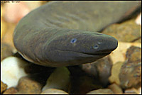 Rubber Eel  (Typhlonectes natans)