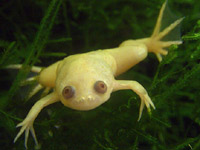 Albino Aquatic Frogs