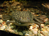 African clawed frog (Xenopus laevis)