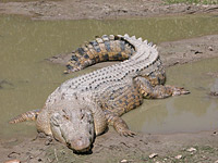   (Crocodylus porosus)